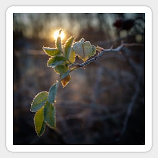 frost on leaf at sunset Sticker